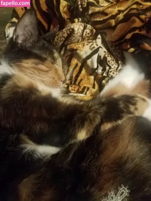katcalico thumbnail #4537237