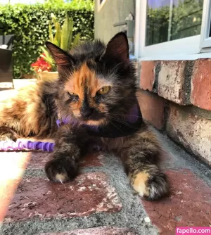 sophiedeville thumbnail #1257735