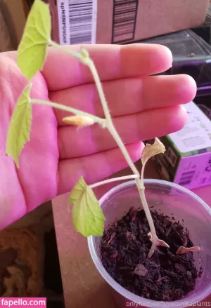 veronikaplants thumbnail #4572444