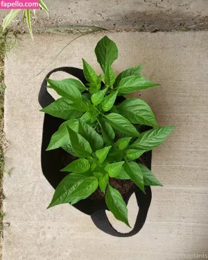 veronikaplants thumbnail #4572442