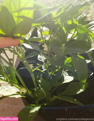 veronikaplants thumbnail #4572439