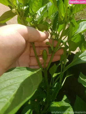 veronikaplants thumbnail #4572438